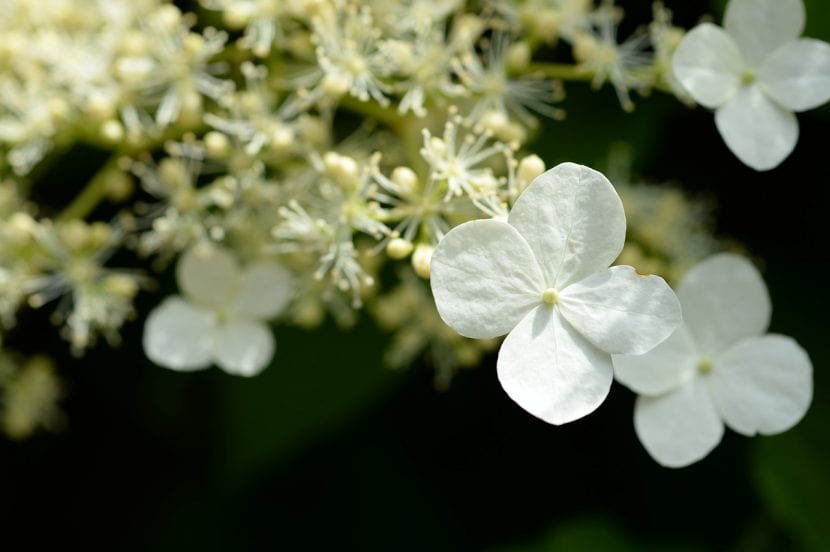 Hydrangea blanca