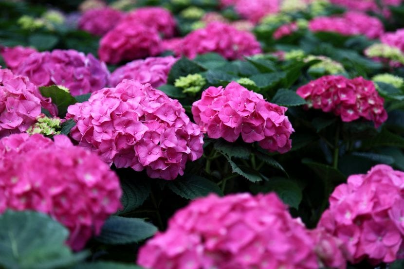 Hydrangea rosa