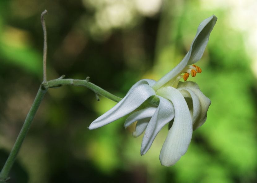 Flor