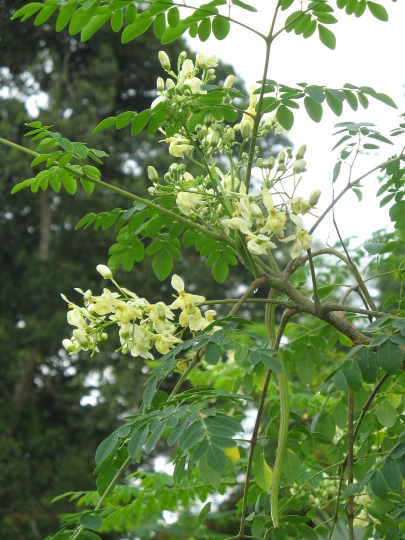 Flores