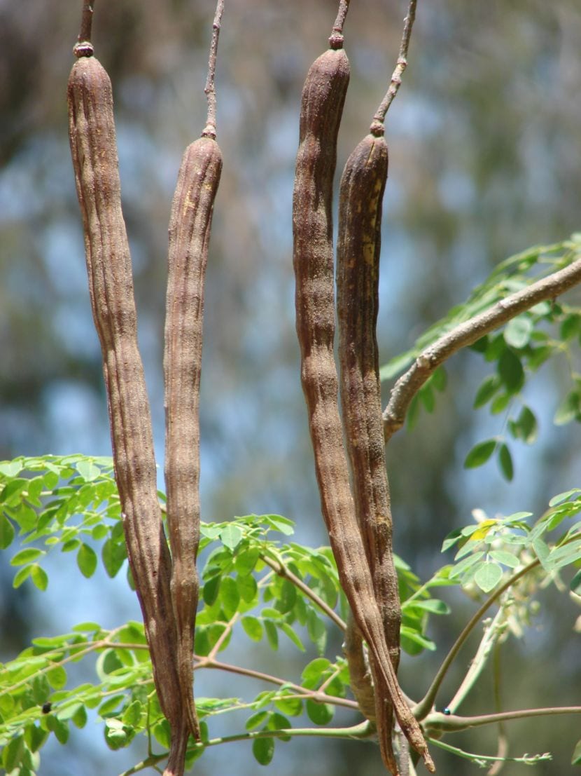 Frutos 