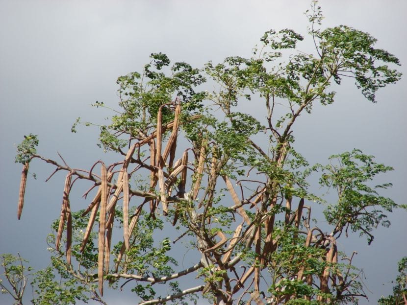 Moringa