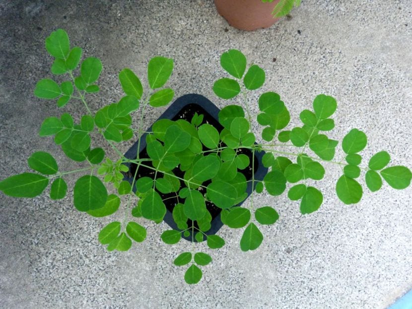 Moringa