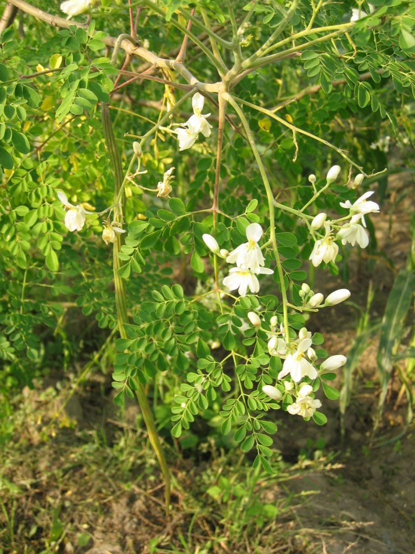 Moringa oleifera: cultivo, propiedades reales y precauciones