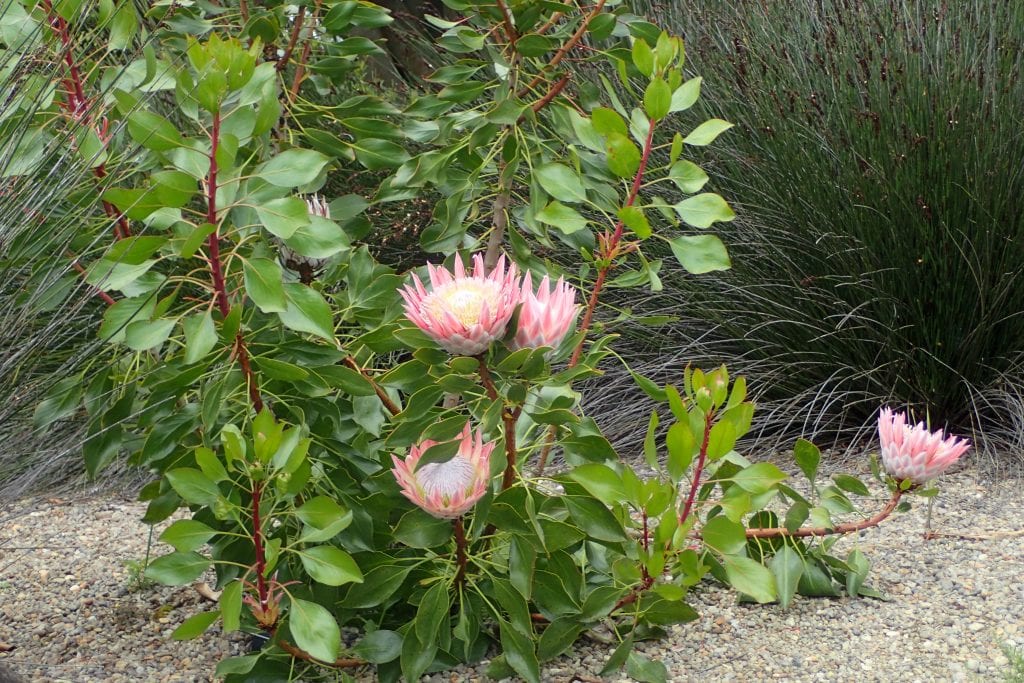 Planta de Protea cynaroides en el jardín con varias inflorescencias
