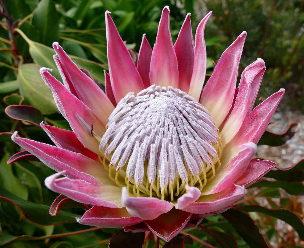 Protea cynaroides: cultivo, suelo y poda del protea rey