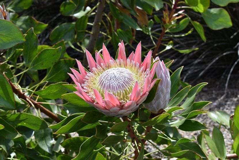 Protea cynaroides en flor