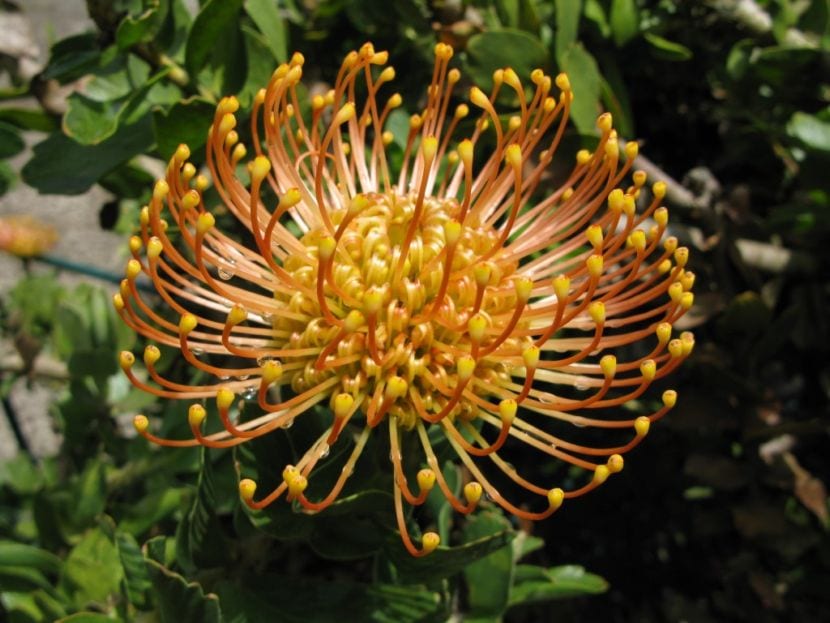 Protea
