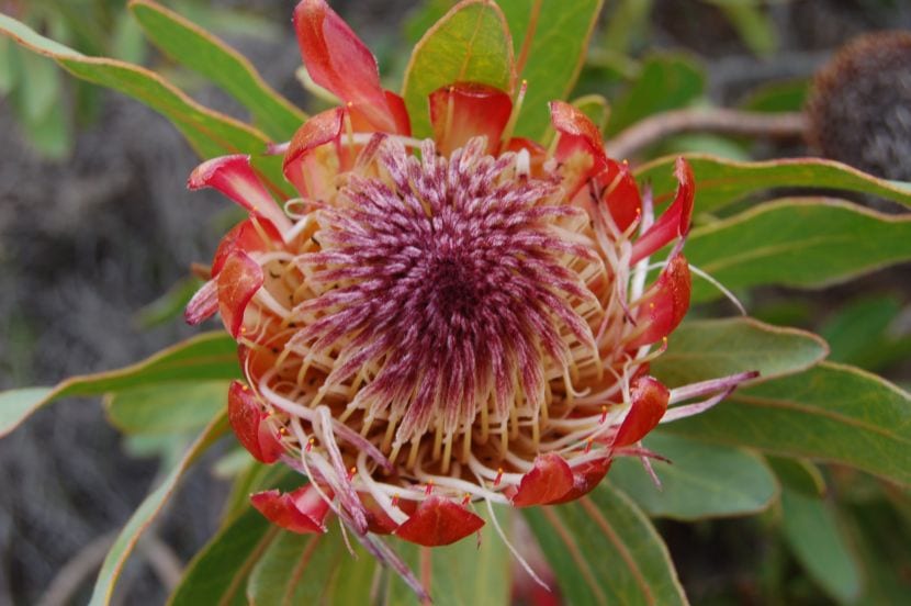 Protea de Sudáfrica