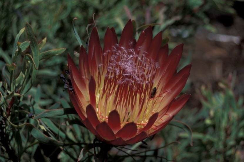 Protea repens