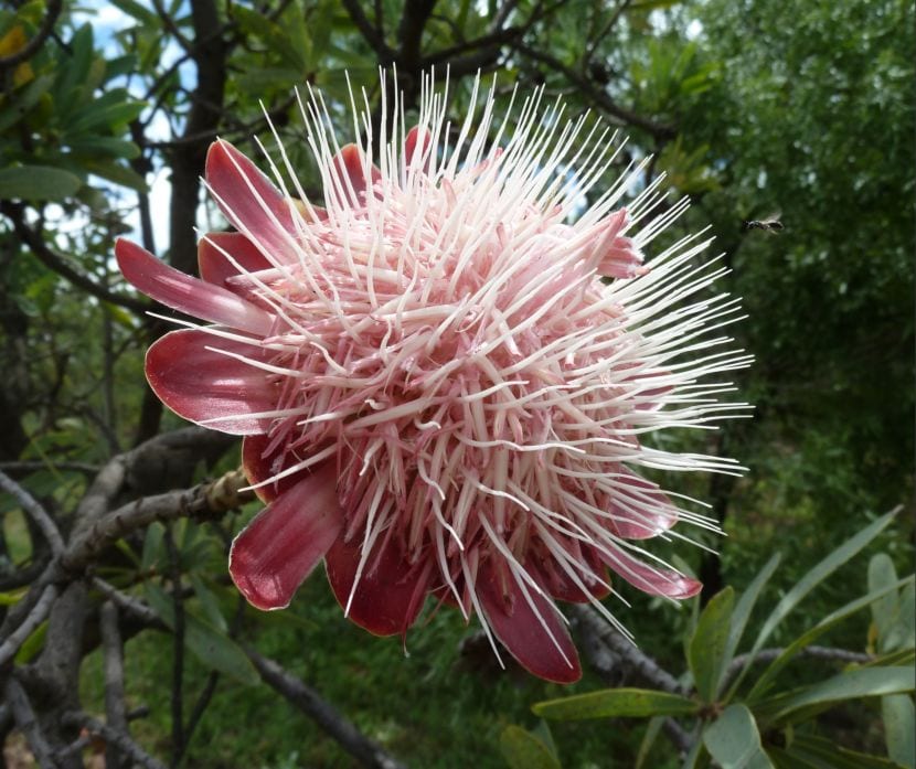 Protea: cultivo, riego y poda de un arbusto exigente