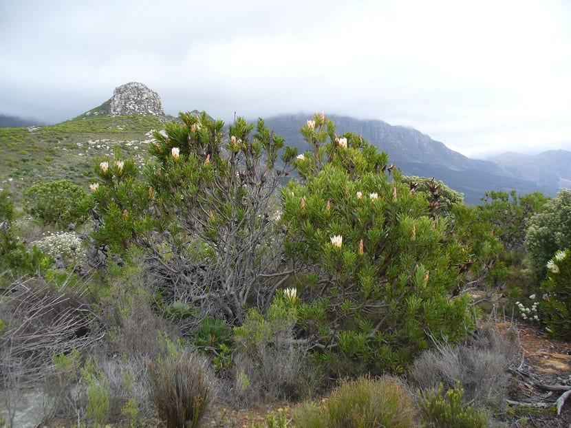 Arbustos completos de Protea