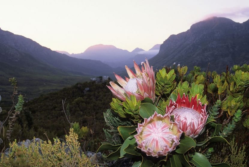 El rey Protea