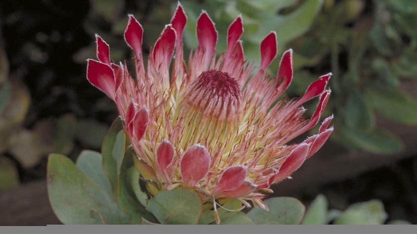Flores de las plantas del género Protea