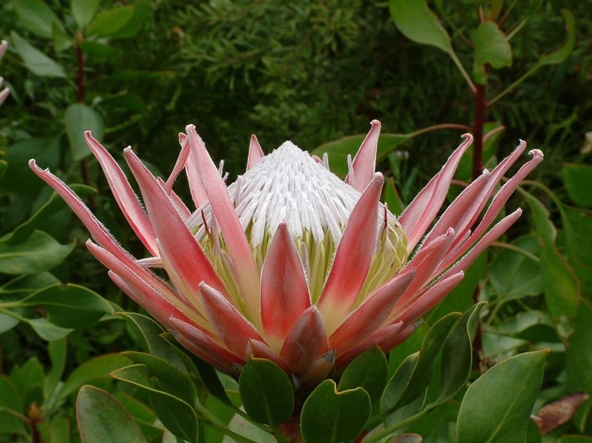 Protea cynaroides