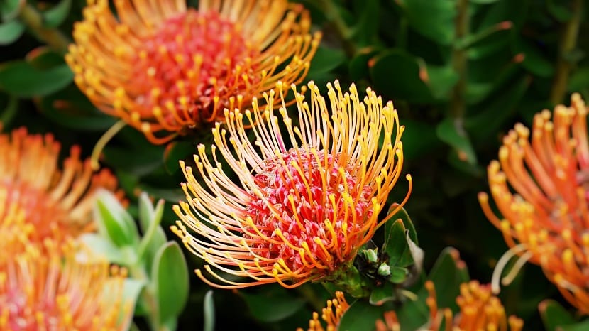 Género Protea: especies, fuego, suelo ácido y cuidados