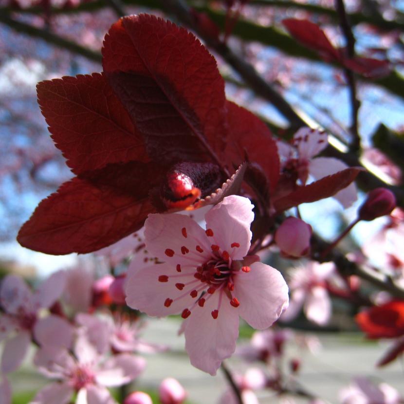 Prunus cerasifera