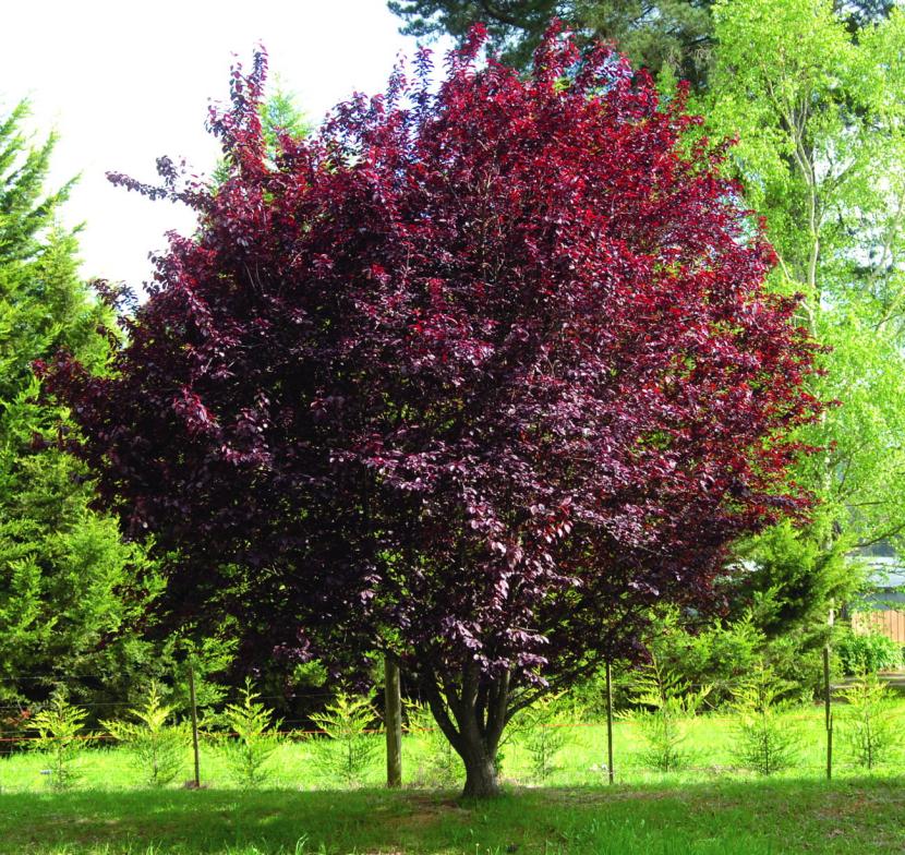 Prunus cerasifera: cultivo del ciruelo rojo ornamental