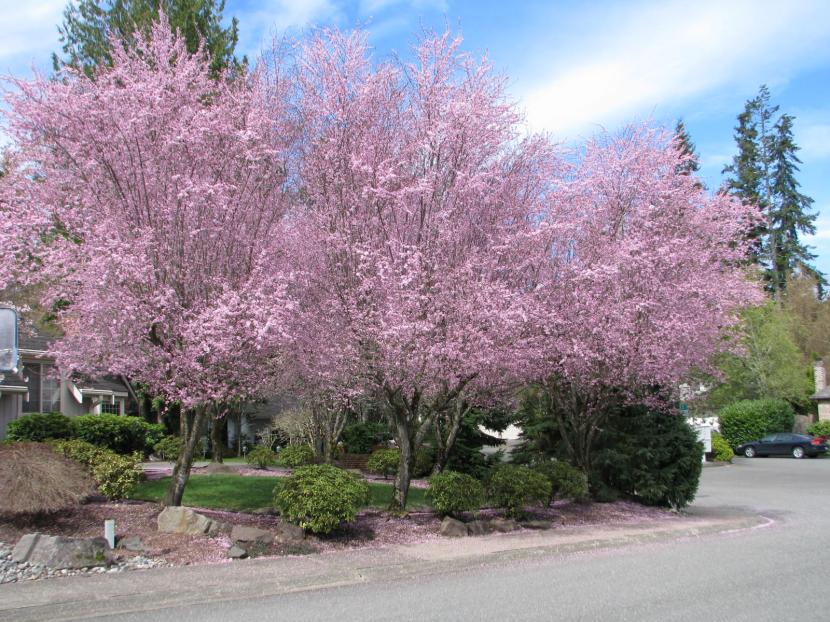 Prunus cerasifera en flor