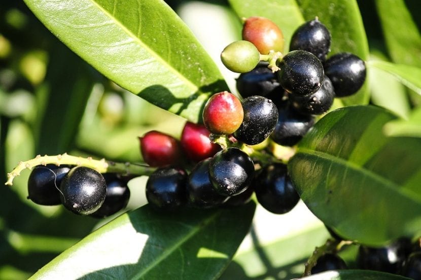 Los frutos del Prunus laurocerassus son similares a las cerezas