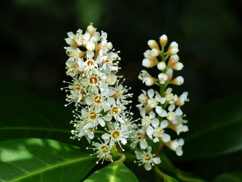 Las flores del Prunus laurocerassus son blancas