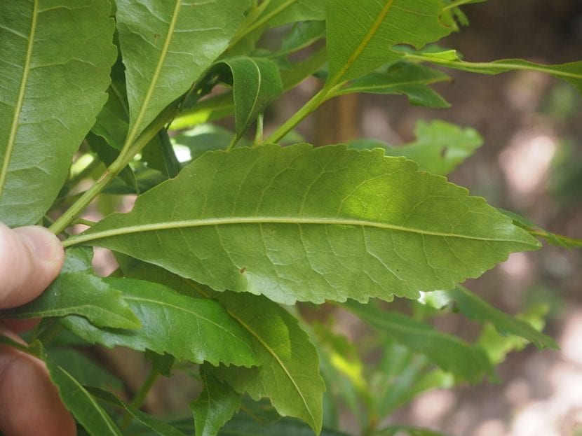 Vista del Prunus lusitanica
