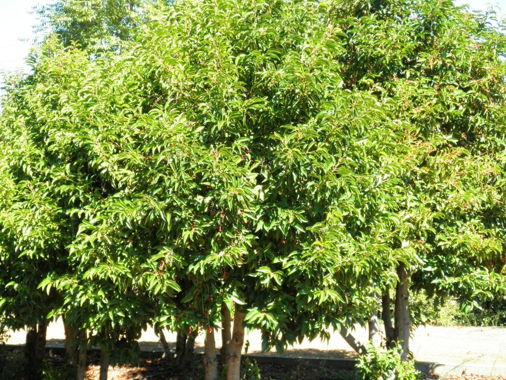 Vista del Prunus lusitanica en jardín