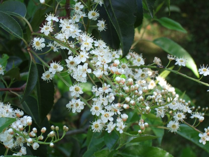 Las flores del Prunus lusitanica son blancas