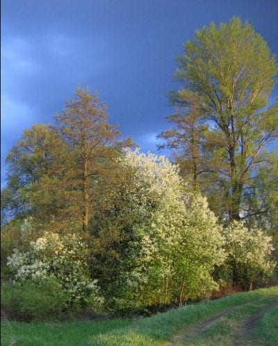 Vista del hábitat del Prunus padus