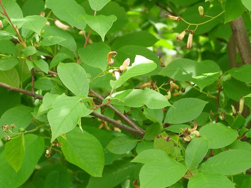 Las hojas del Prunus padus son caducas