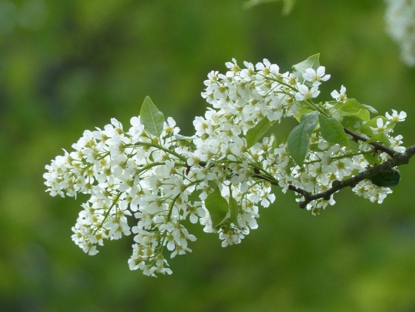Prunus padus, un árbol muy decorativo