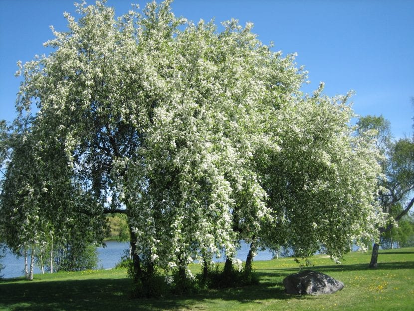 Las flores del Prunus padus son blancas