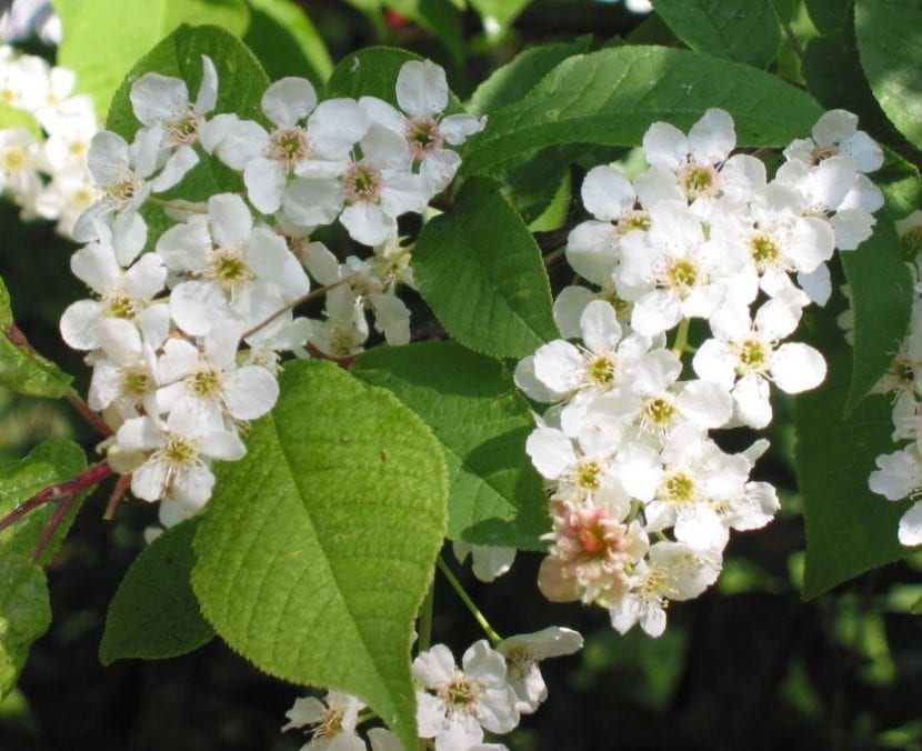 Las flores del Prunus padus son blancas