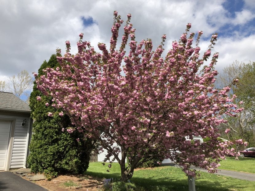 El cerezo Kanzan es un árbol ornamental