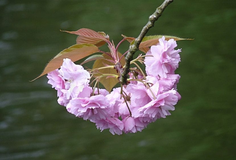 Las flores del Prunus Kanzan son dobles