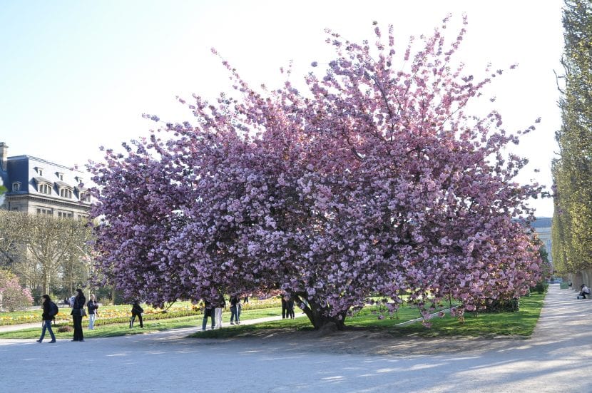 El Prunus serrulata es un árbol caducifolio