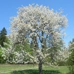 Un precioso árbol de Prunus avium en flor