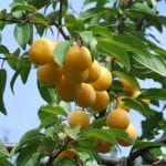 Prunus domestica con frutos