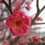 Preciosa flor de Prunus mume