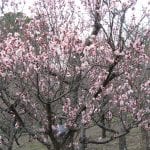 Prunus mume en flor