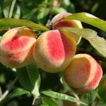 Vista de los frutos del Prunus persica