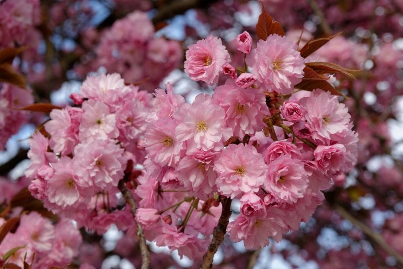 Prunus serrulata 'Kanzan' en flor