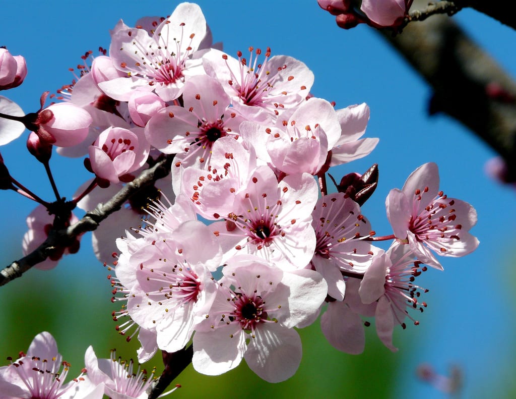 Prunus: especies, cuidados, poda y portainjertos