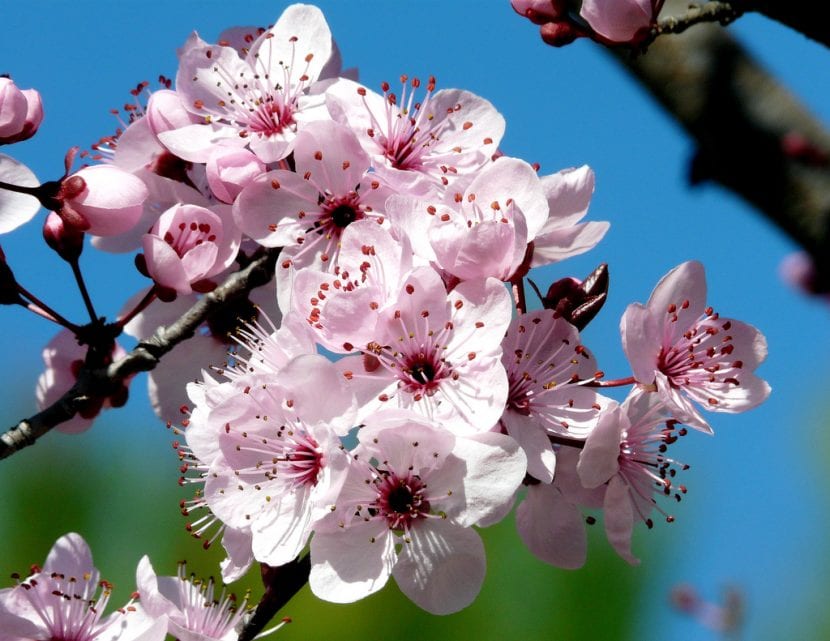 Flores de Prunus cerasifera 'Atropurpurea'