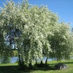 Árbol de Prunus padus en flor