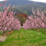 Vista de ejemplares de Prunus persica en flor