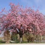 Árbol de Prunus serrulata o cerezo japonés