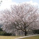 Prunus dulcis, el nombre científico del almendro.