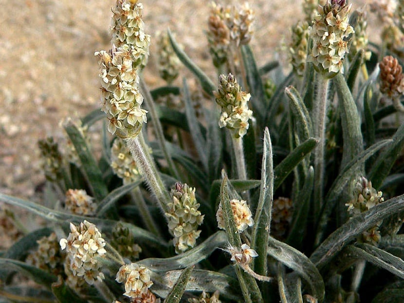 Psyllium rubio (Plantago ovata): cultivo, cosecha y usos