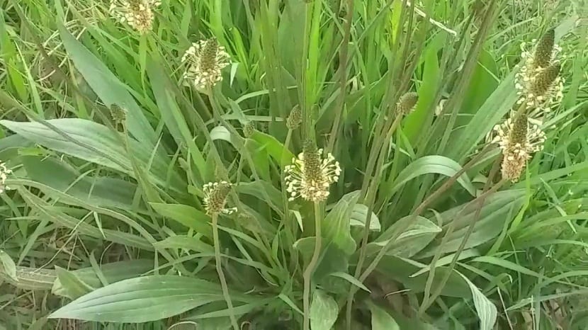 planta con grandes efectos medicinales para la salud